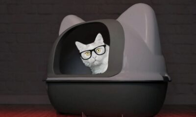 Catturd Twitter