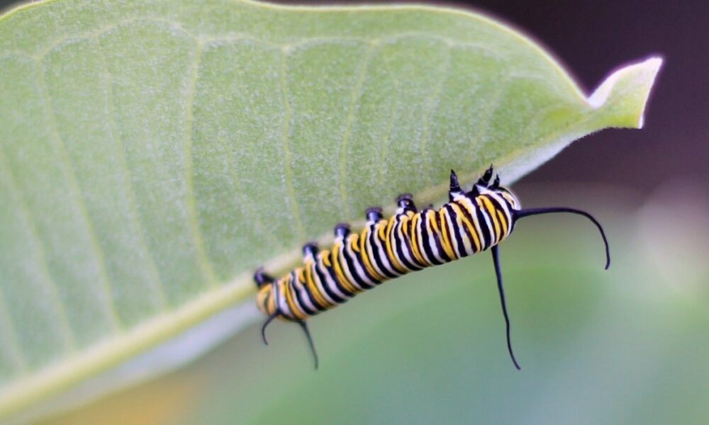 Caterpillar Fun